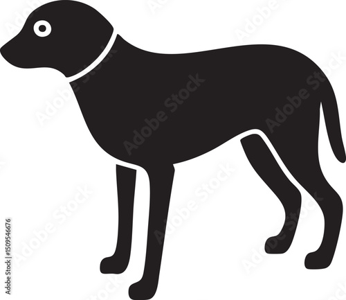 black dog stands attentively against a white background.