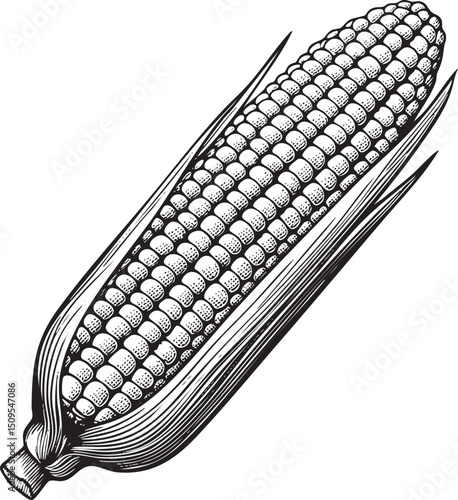 mature corn cob displays its intricate rows of kernels.