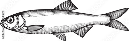 single detailed sketch of a silvery fish swims gracefully through the water.
