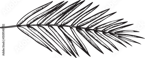 single detailed palm frond extends upwards against a white background.