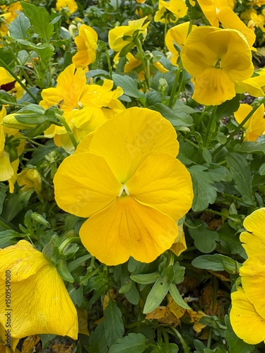 yellow flowers in the garden