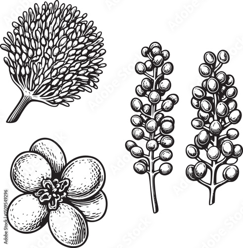 Four botanical specimens are depicted in a detailed black and white engraving style.
