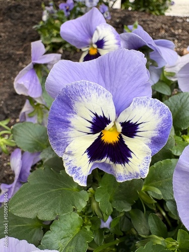 purple pansy flowers