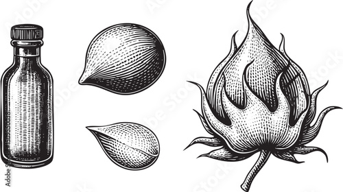 glass bottle cotton seed and a fluffy cotton boll are depicted in detailed monochrome .