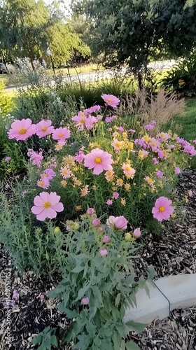 Wallpaper Mural Pink Cosmos Flowers in Garden Bed Landscape Torontodigital.ca