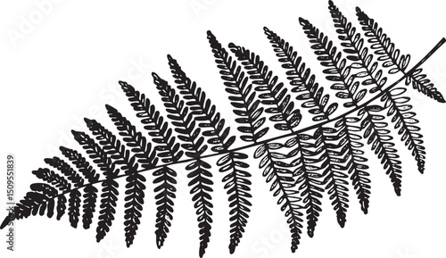 single fern frond gracefully extends outward from a central stem.