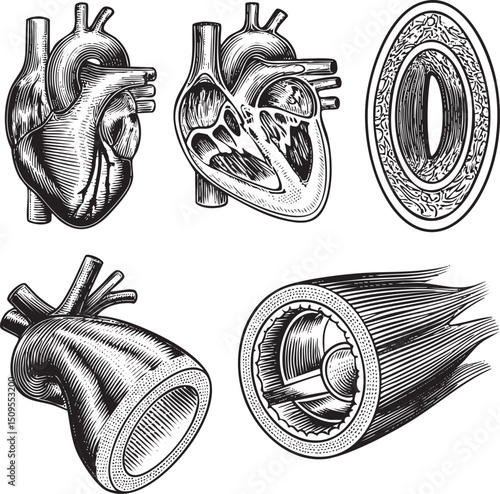 Detailed anatomical illustrations showcase a human heart and circulatory system.