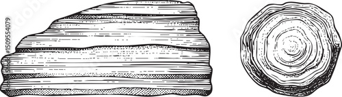 detailed black and white of a tree trunk cross-section.