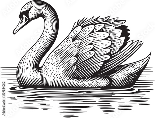 graceful swan glides serenely across a calm body of water.