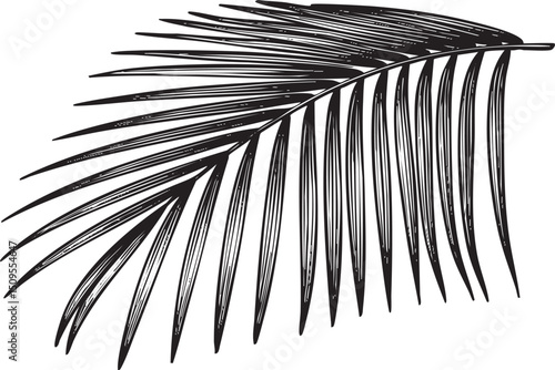 single palm frond gracefully extends from the upper left corner against a stark white background.
