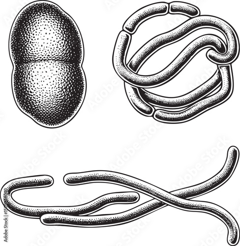 Three distinct bacterial forms are depicted: a coccus a bacillus and a spirillum.