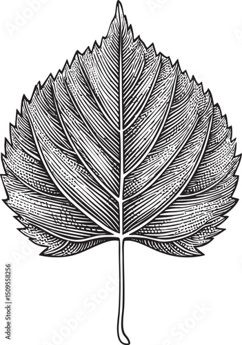 detailed intricately drawn leaf rests vertically on a white background.