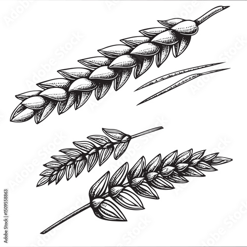 Two detailed wheat stalks are depicted in a monochrome .