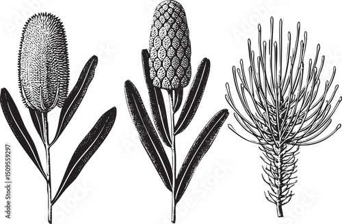 Three native Australian plants stand upright on a white background.