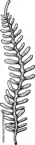 delicate flowing plant stem extends upwards in a vertical .