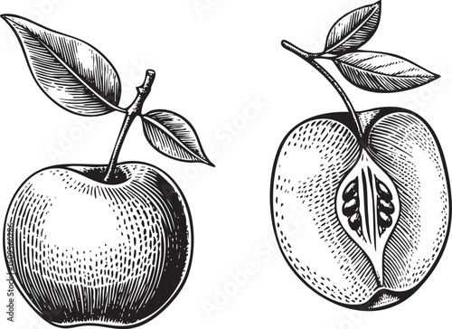 Two detailed apples are depicted one whole and the other halved to reveal its interior.