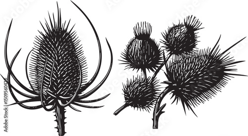 Two spiky thistle heads display intricate seed structures in stark contrast.