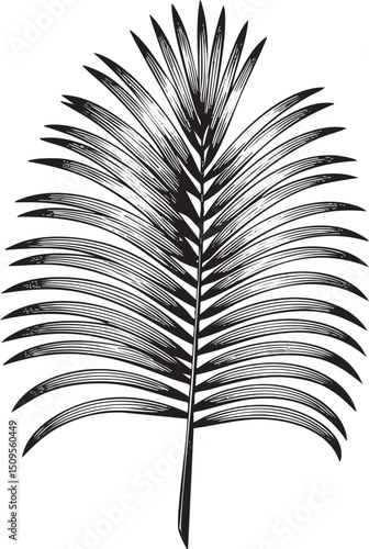 single palm frond extends gracefully upwards against a stark white background.