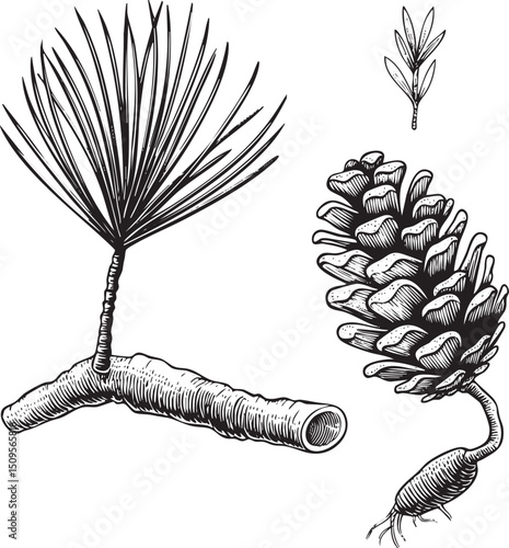 detailed showcases a pine cone and its accompanying -like foliage.