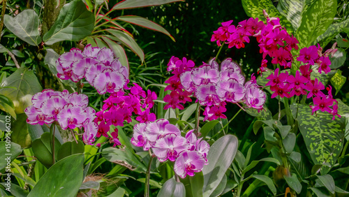 Wallpaper Mural wide shot of light and dark pink orchid flowers in singapore botanic gardens Torontodigital.ca