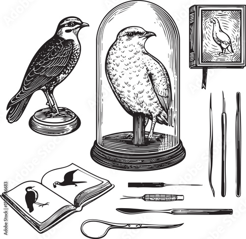 Two birds are displayed in glass cases alongside scientific instruments.