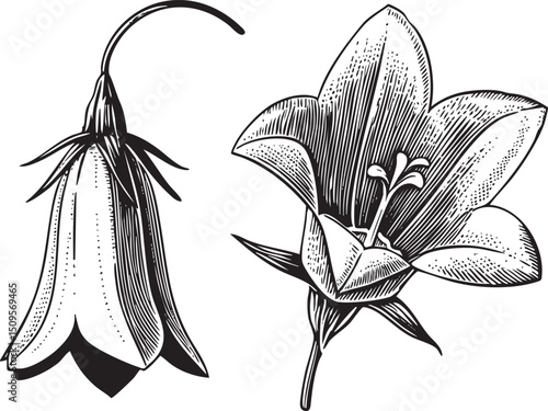 Two stylized flowers one drooping and one open are depicted in black and white.