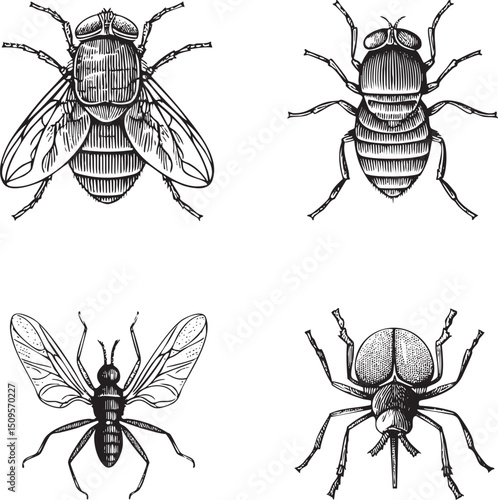 Four black and white flies rest on a white background.