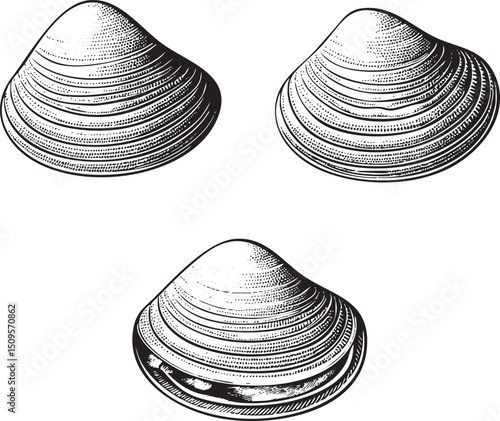 Three detailed illustrations of seashells showcase their intricate .