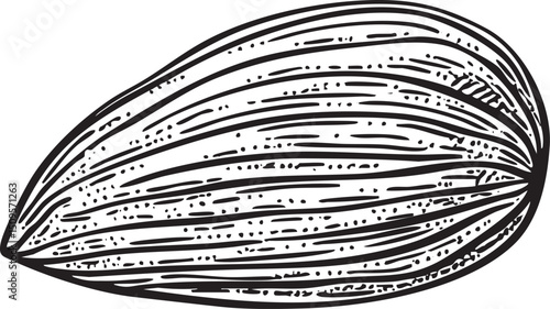 detailed drawing depicts a single almond .