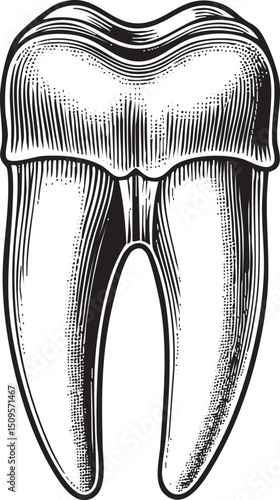 detailed black and white of a molar tooth.