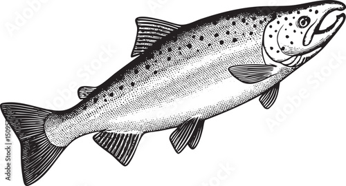sleek salmon swims gracefully through clear water.