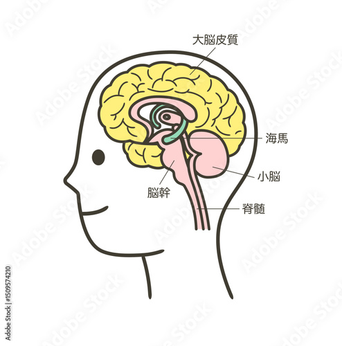 人間の脳の部分とその名称の解説のイラスト2