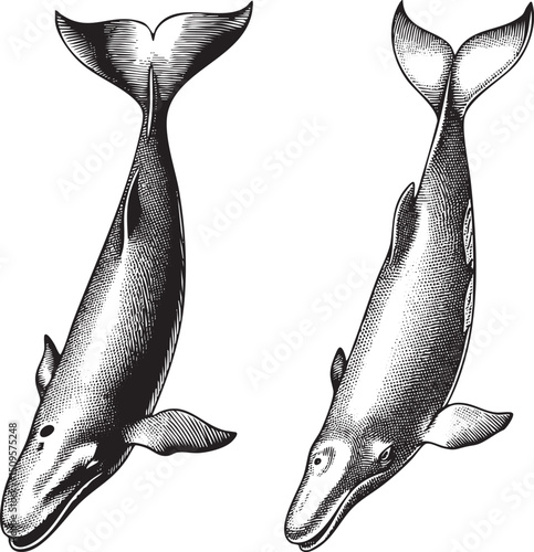 Two whales are depicted in a detailed engraving style.