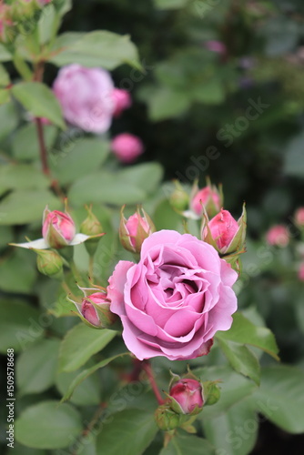 Roses blooming in Japan