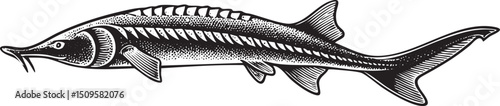 stylized black and white drawing of a long slender fish.
