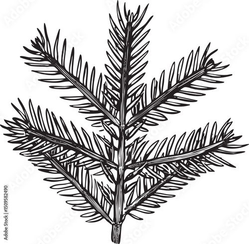 single detailed fern frond extends upwards from a central stem.