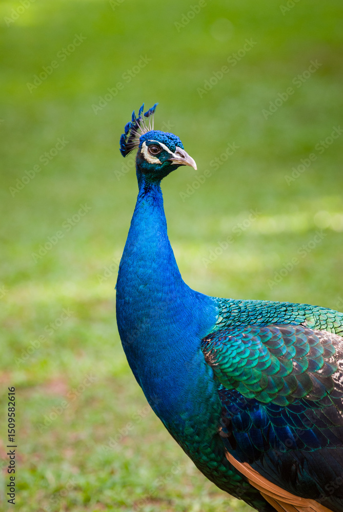 Obraz premium Portrait of a male peacock showing its blue head and neck and fancy crest feathers