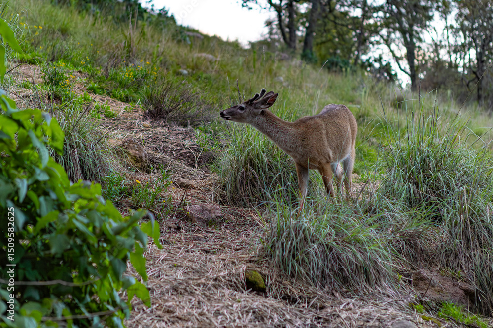 Fototapeta premium Venado al alba, en una vereda en el bosque Amealco de Bonfil, Querétaro