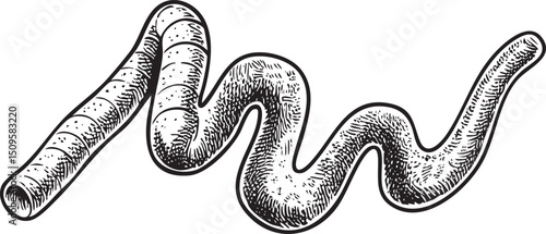 detailed black and white of a coiled snake.
