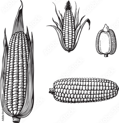 Three detailed illustrations of corn cobs showcase their textures and shapes.
