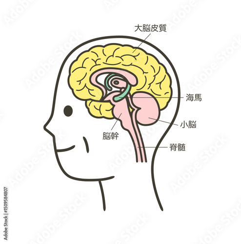 高齢者の脳の部分とその名称の解説のイラスト2