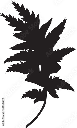 single fern frond gracefully dangles against a stark white background.