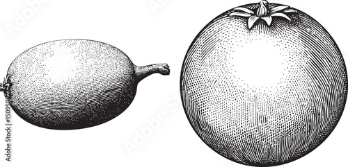 Two stylized fruits one oblong and one spherical are presented in a monochrome engraving.
