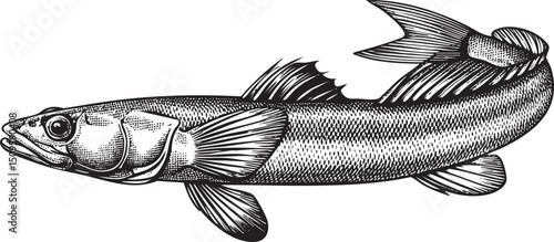 sleek gray fish swims gracefully through clear water.