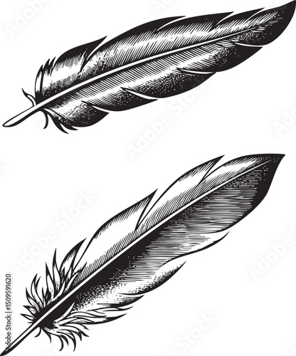 Two black and white feathers rest on a white surface.