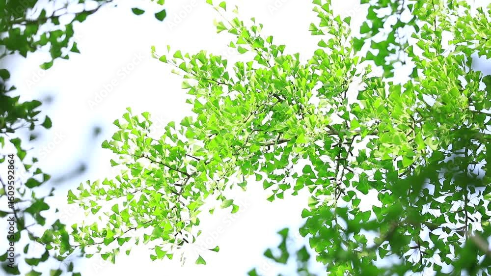 風に揺れるイチョウの木 風に揺れるイチョウの木