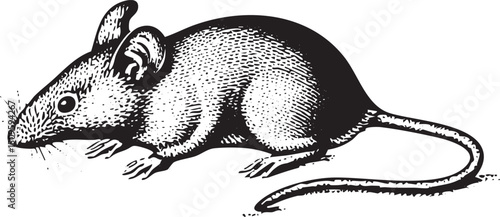 small rodent rests comfortably on a white surface.