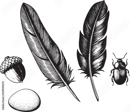 black and white features a feather an acorn a beetle and a smooth stone.