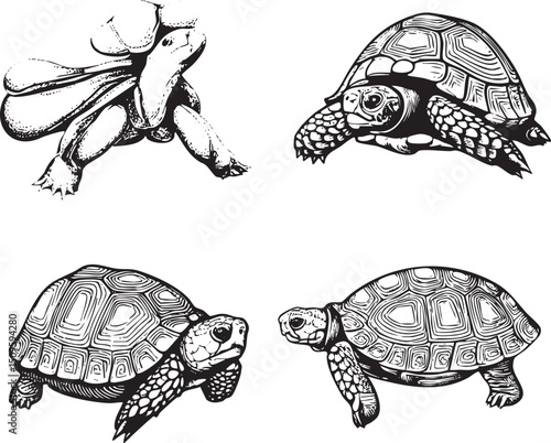 Four black and white illustrations of tortoises in various poses.