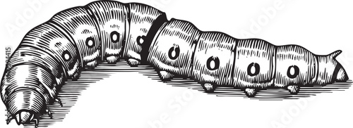 detailed black and white of a segmented caterpillar crawling along a surface.